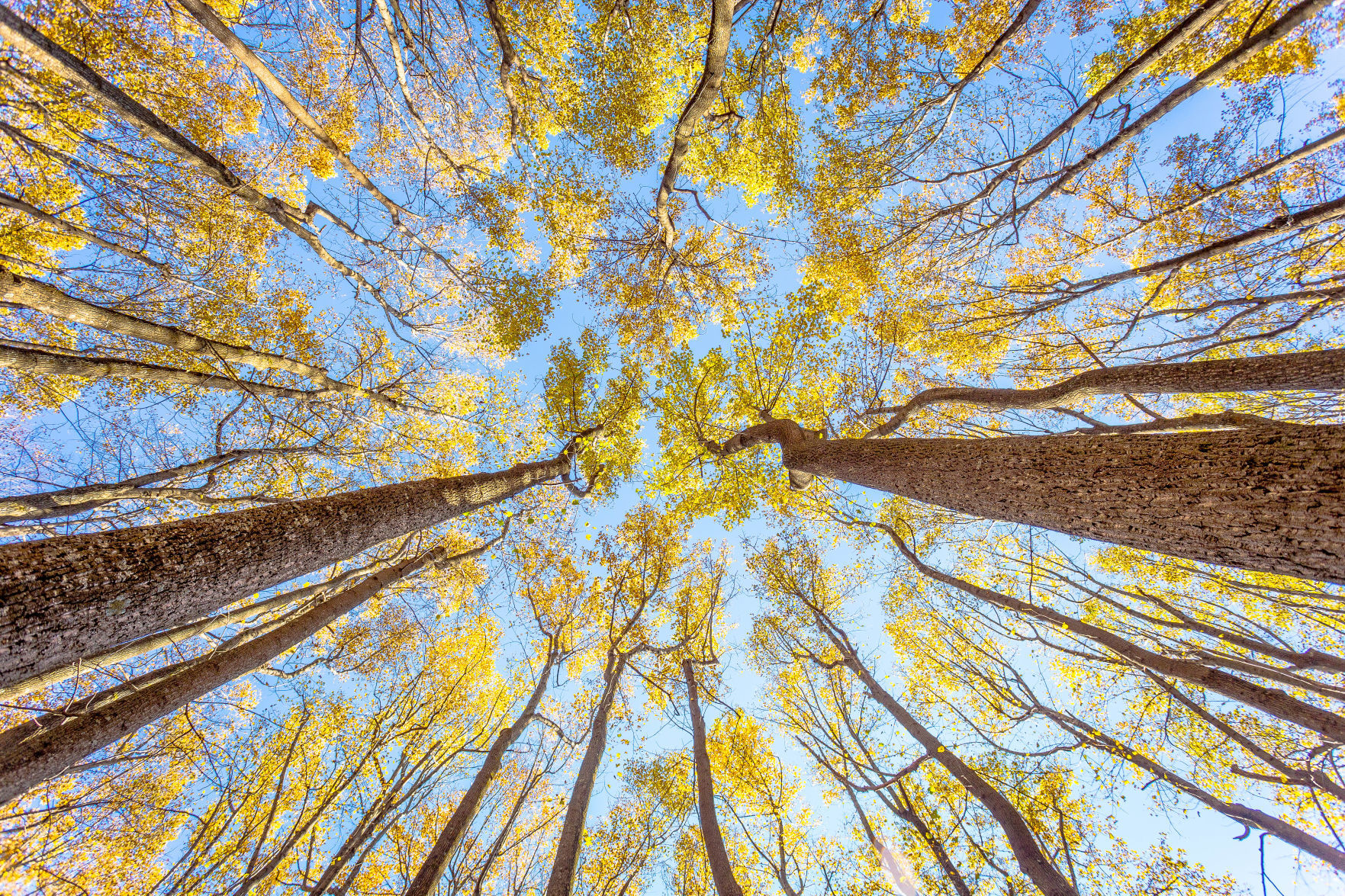 Scenic Trees Category Honorable Mention #2: